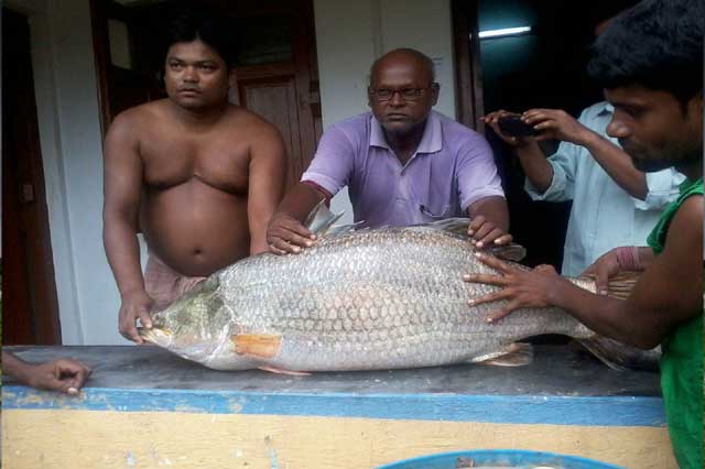 State Fisheries Development Corporation Ltd. (SFDC)